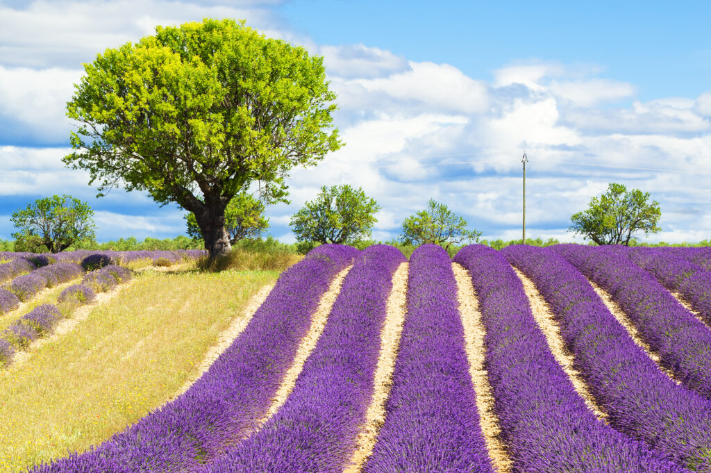 champ de lavande avec arbre en Provence