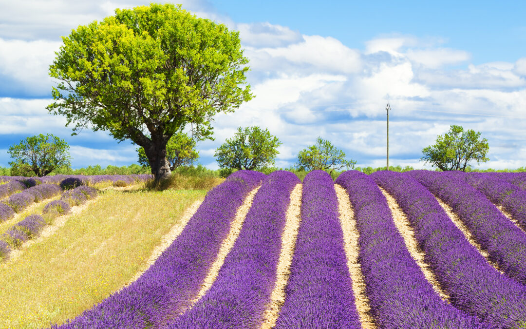 Prêt à explorer les trésors de Drôme Provençale ?