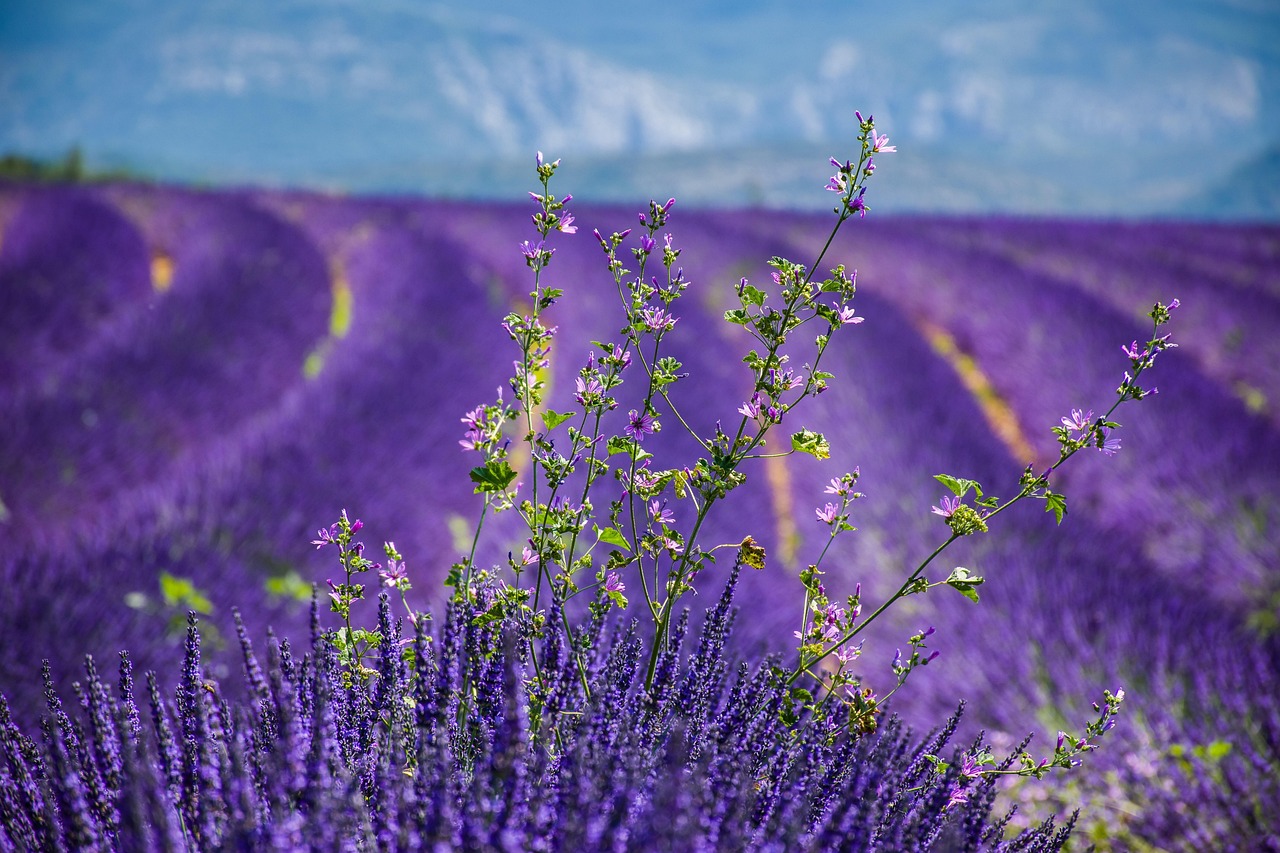 lavender-3764937_1280 champ de lavande