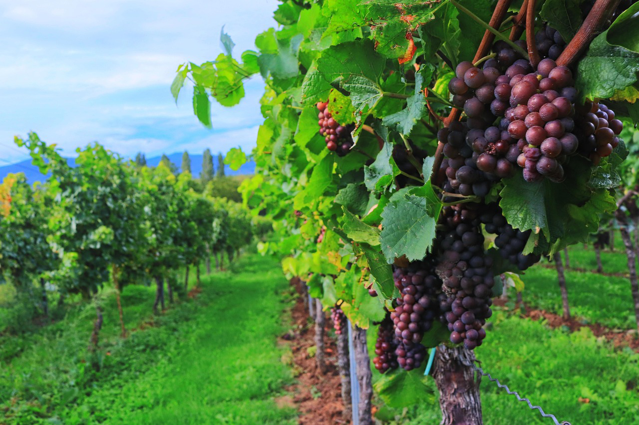 vigne vigne avec grappe de raisins