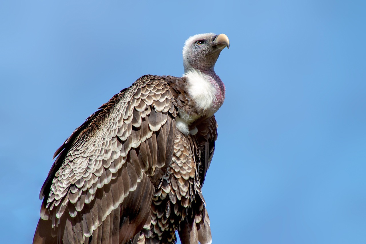 vulture-3329814_1280 photo d'un vautour